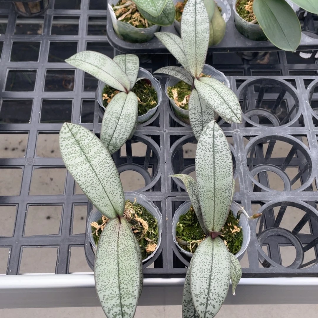 当前无花栽培后可以开花细银叶西