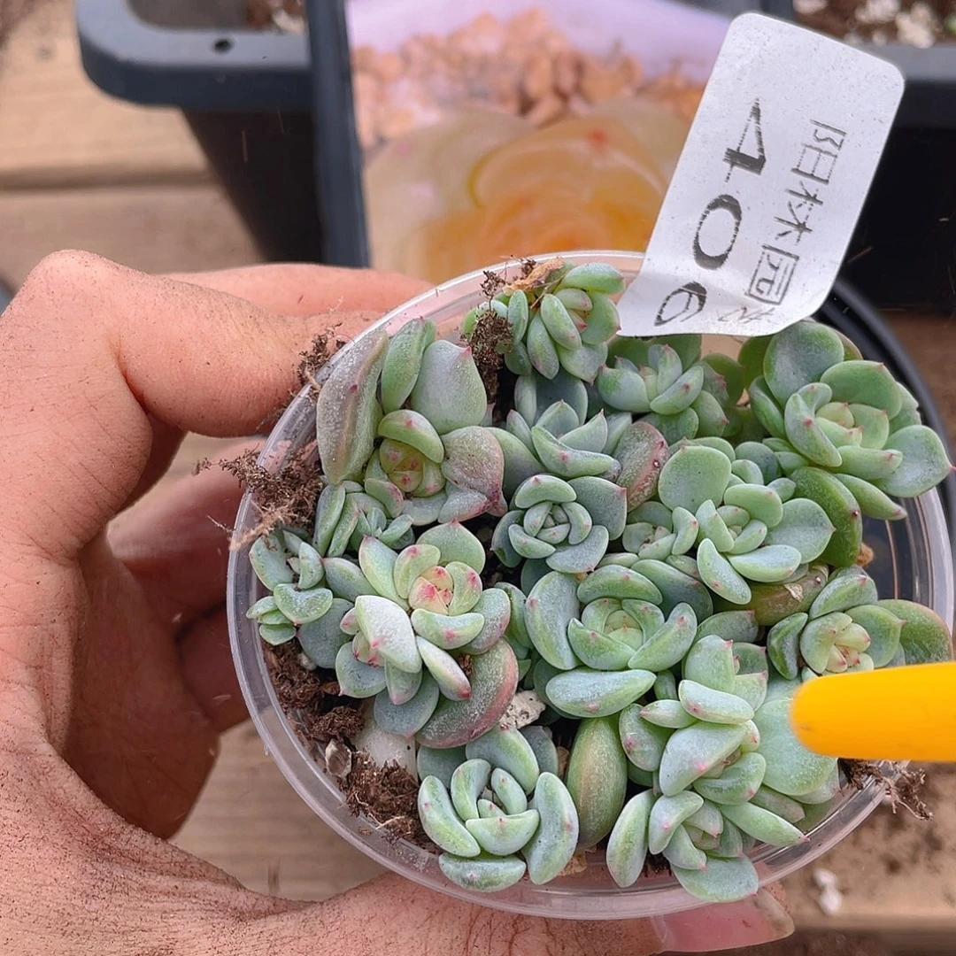 多肉植物多肉植物406