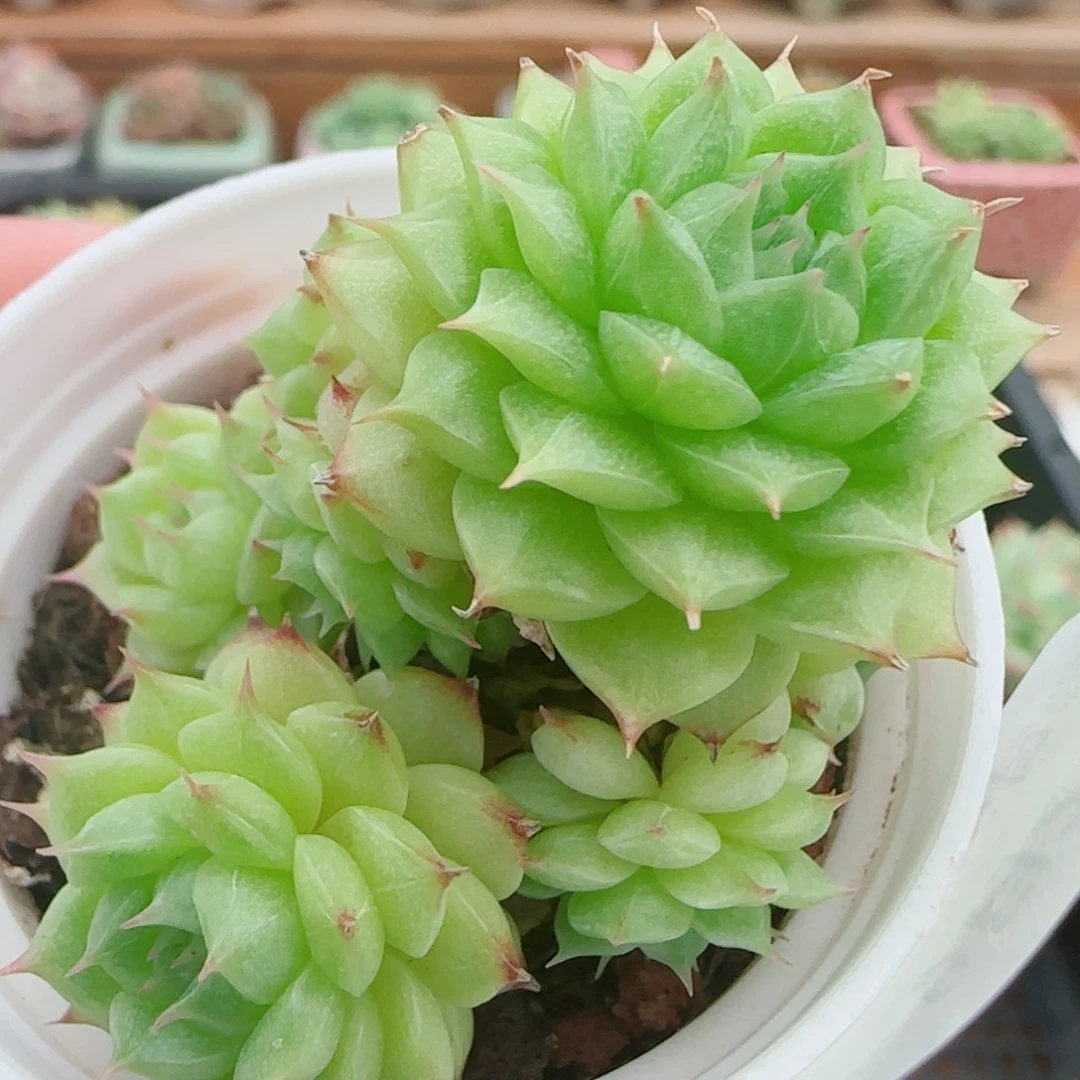 花语逸镜0925-80散