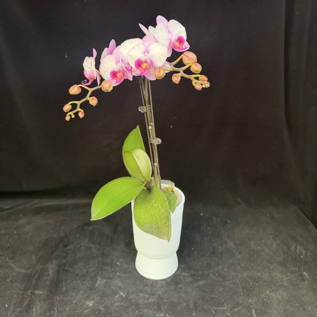 【豆蔻佳人】蝴蝶兰带花带花苞发货 室内客厅盆栽花卉绿植 好养易活