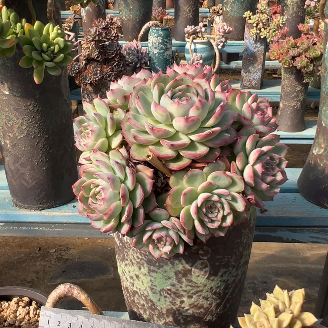 老桩侧影加盆发物流