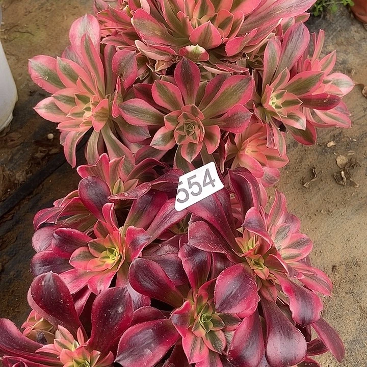 美杜莎粉女巫多肉554多肉不包断