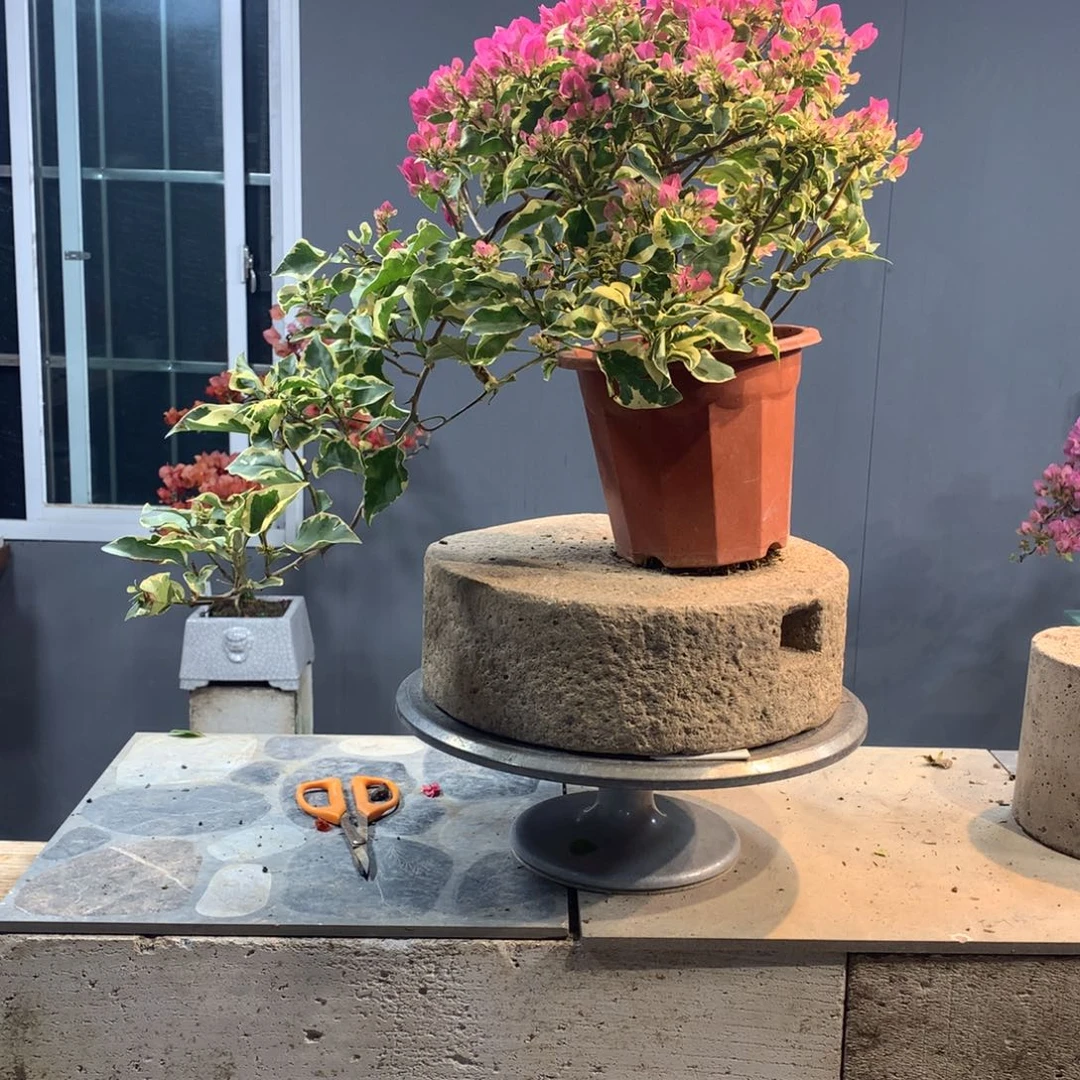 大量花朵（建议范围：8朵-15朵 或40%以上）