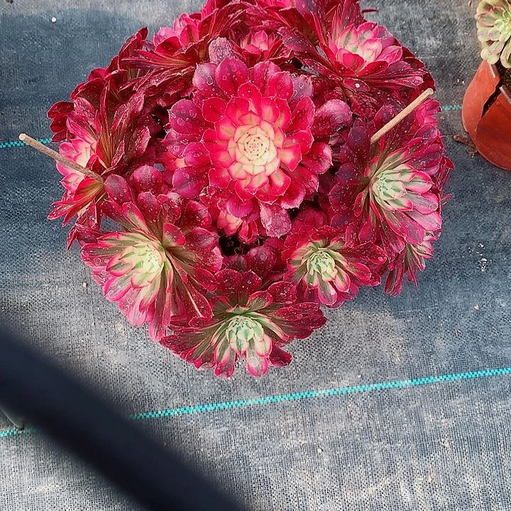 法师图片多肉植物