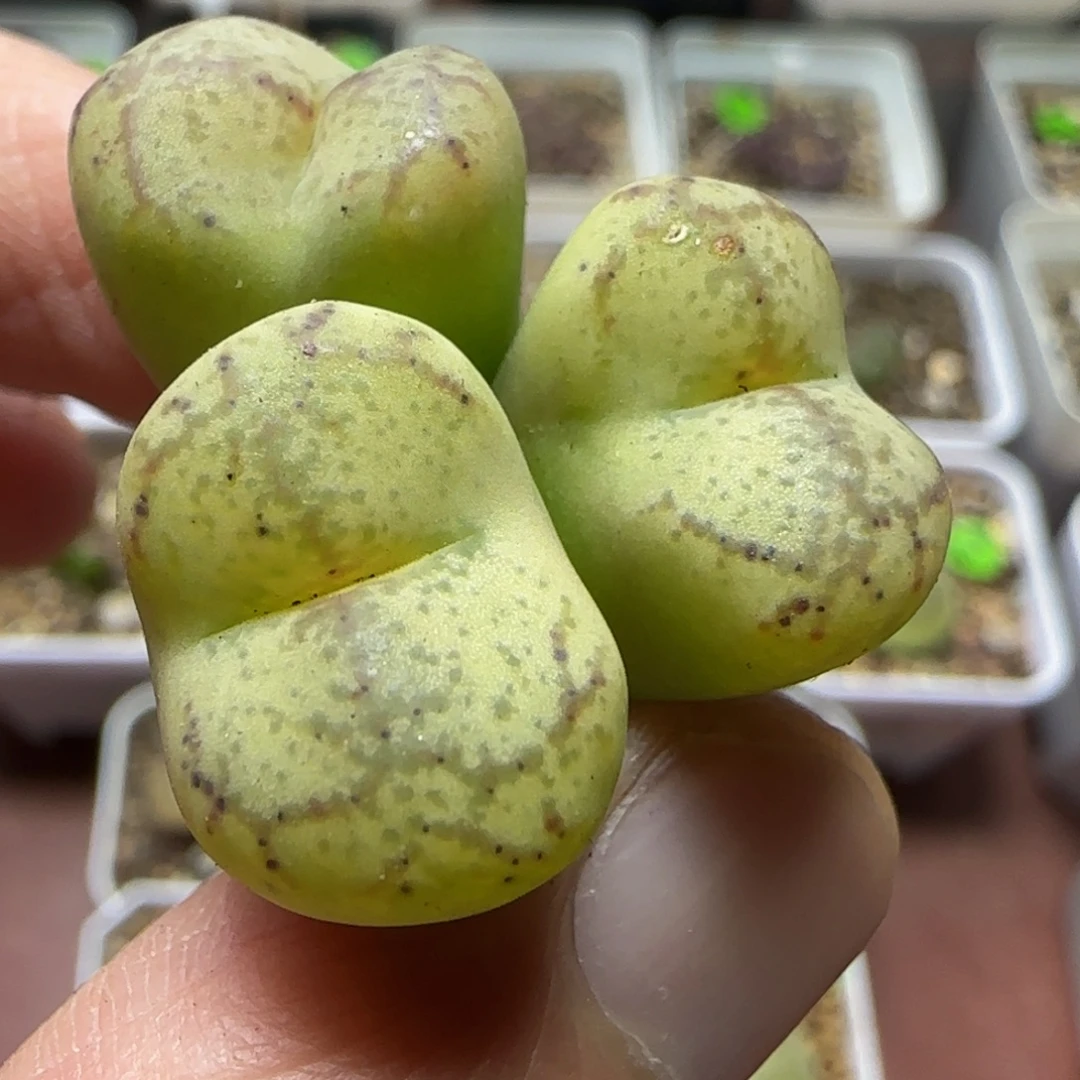 杂交漂亮多肉植物462