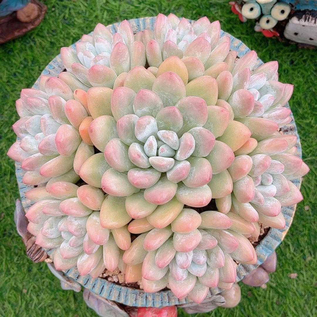 韩版丸叶香水捧花多肉