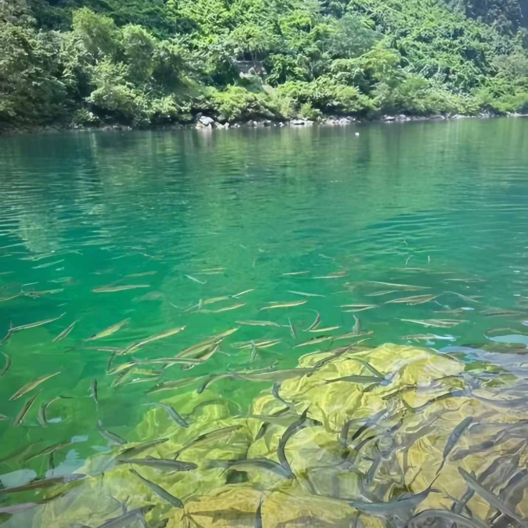 蓝刀鱼(活鱼打氧发货)