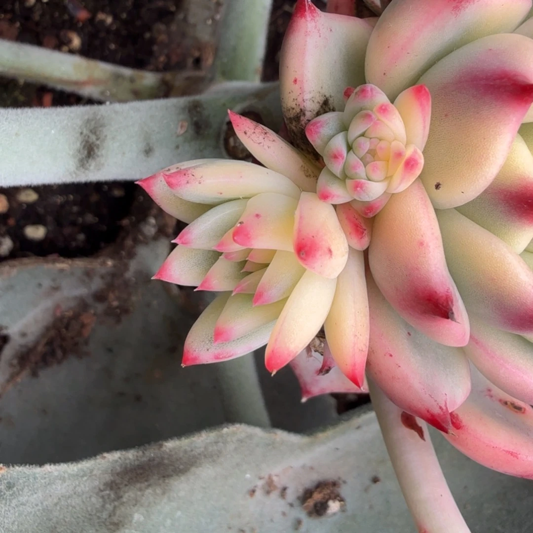 皮蛋锦一根花剑可以嫁接