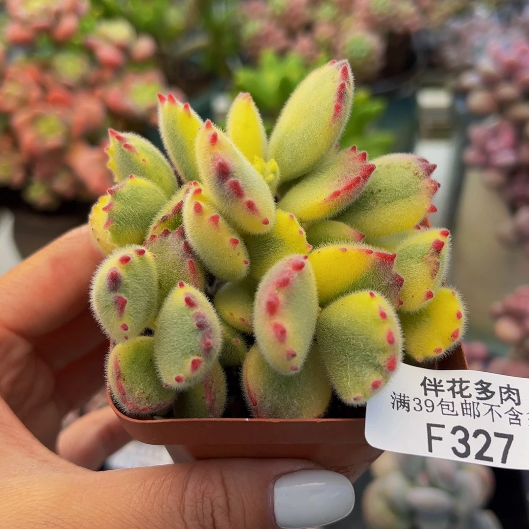 327-彩熊多肉5cm多肉