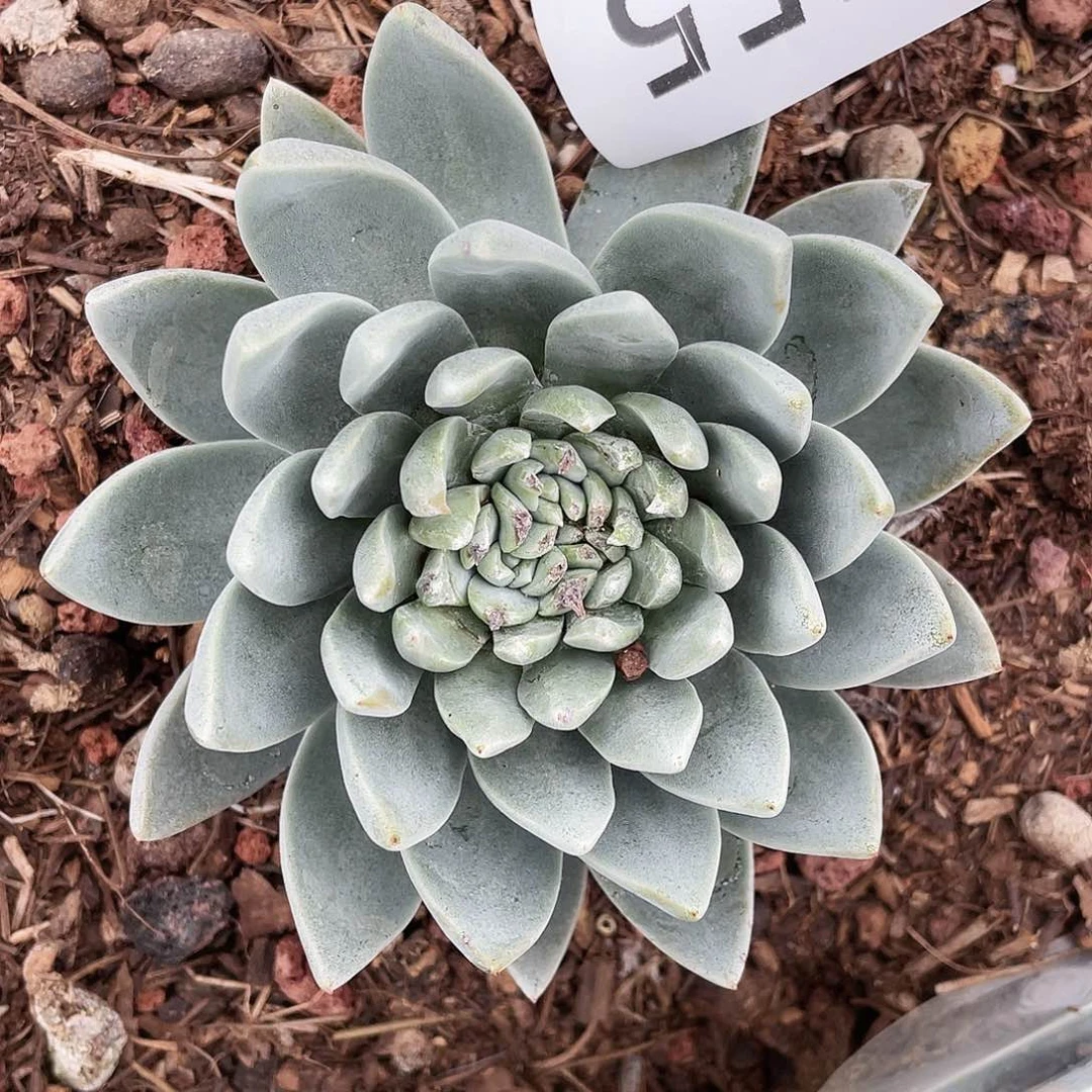 多头苹果叶群生8555