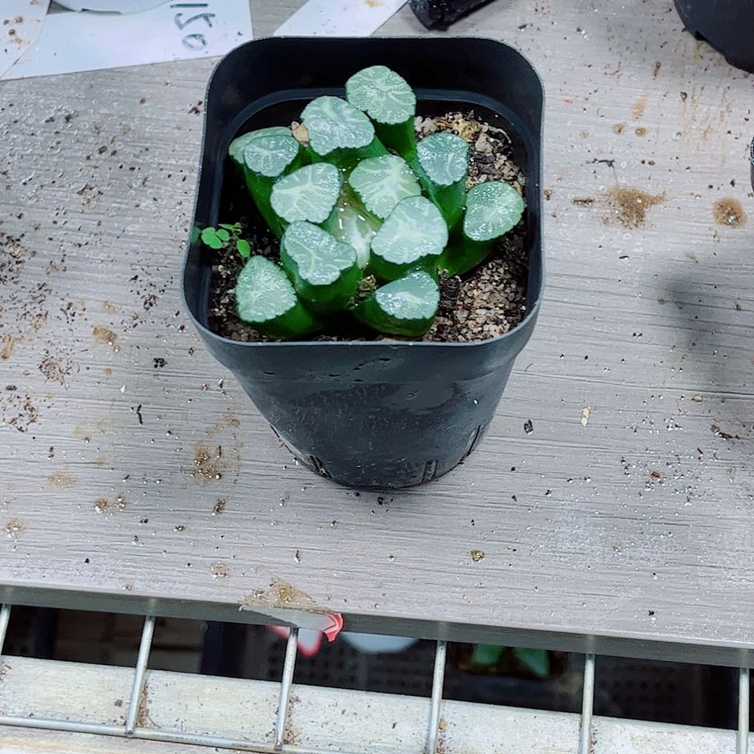 补差价玉露一勿一拍