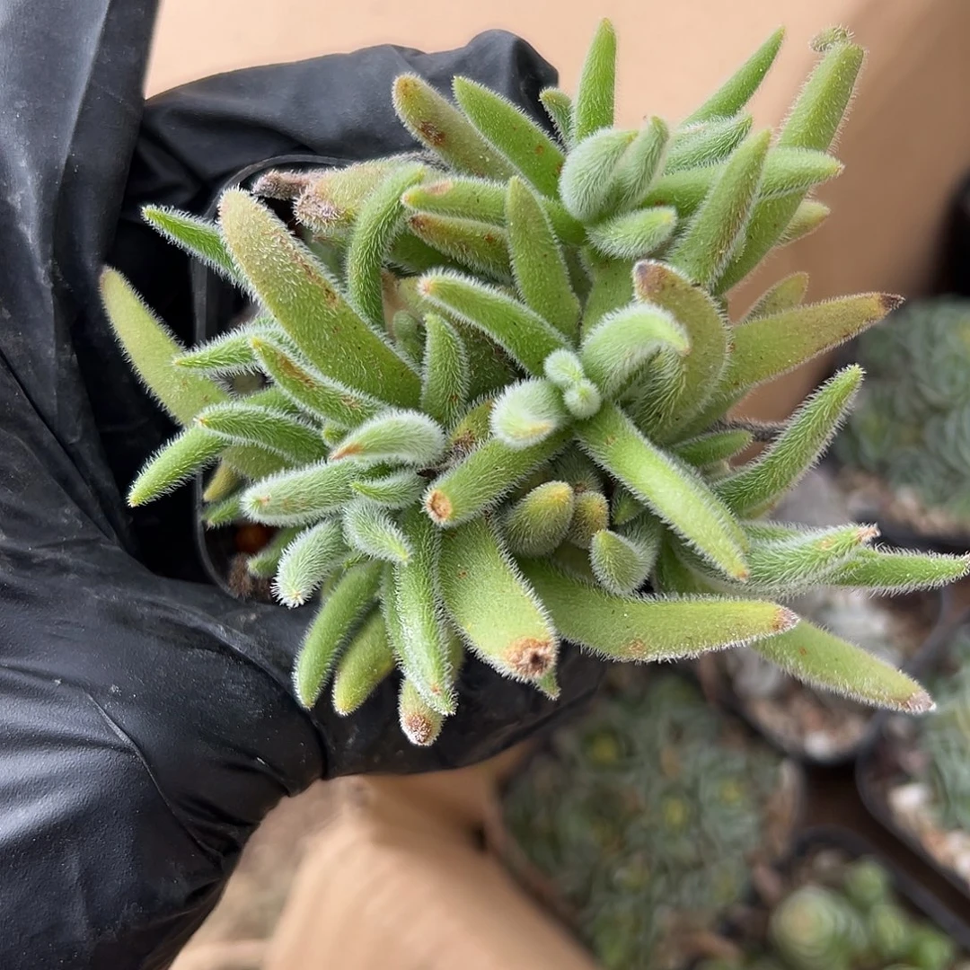 杜呃呃呃呃呃呃呃呃呃呃