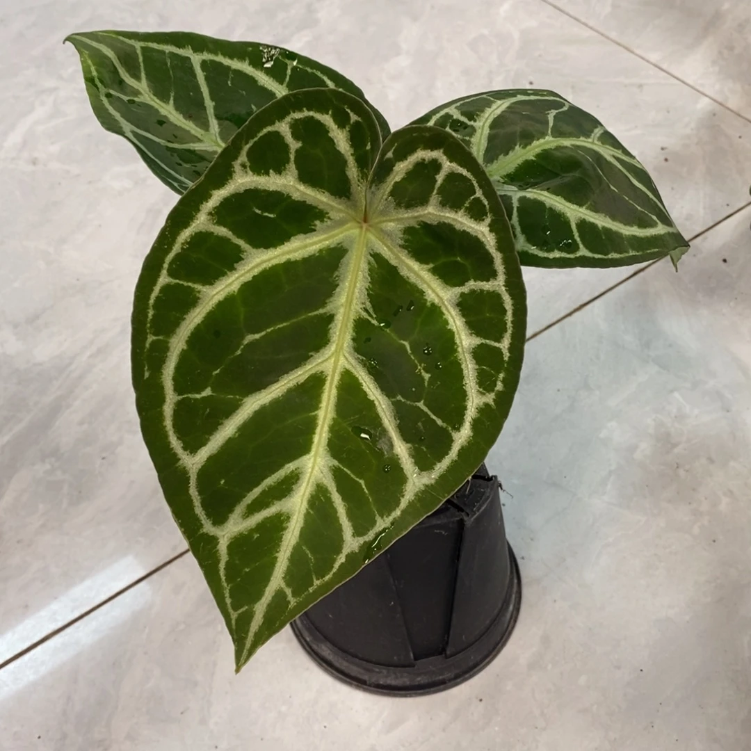 不开花植物32 粗脉撕裂纹