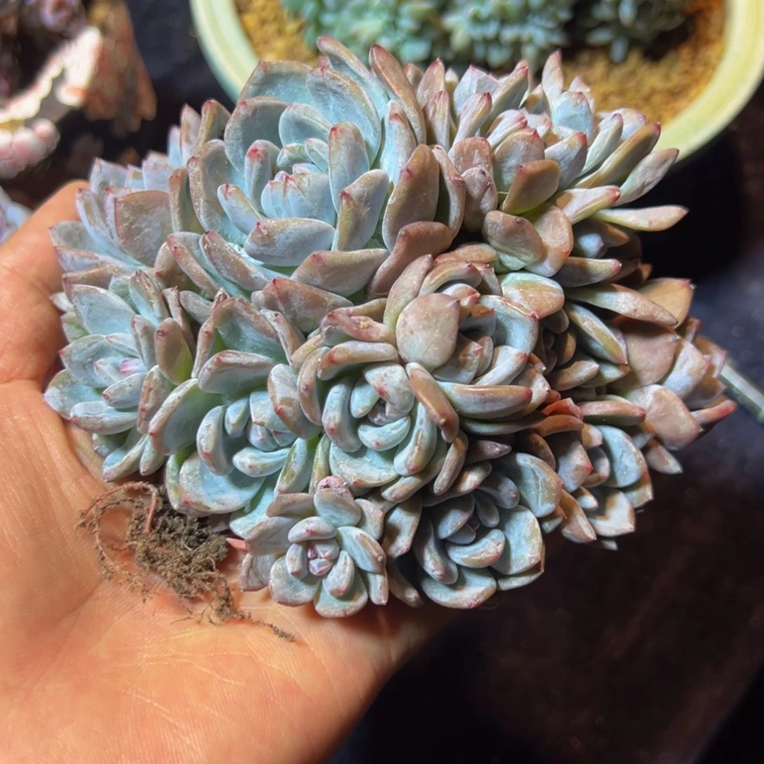 新年快乐 新年快乐