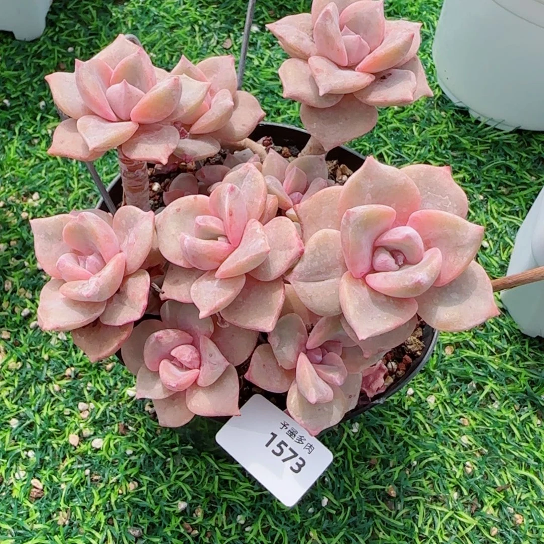 彩虹糖，1573多肉植物