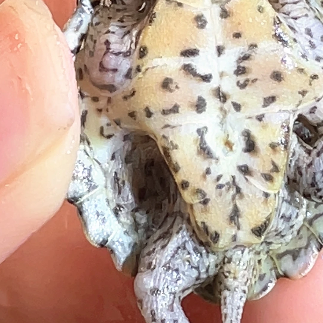 宠物龟不分公母A1全品满纹黑刀