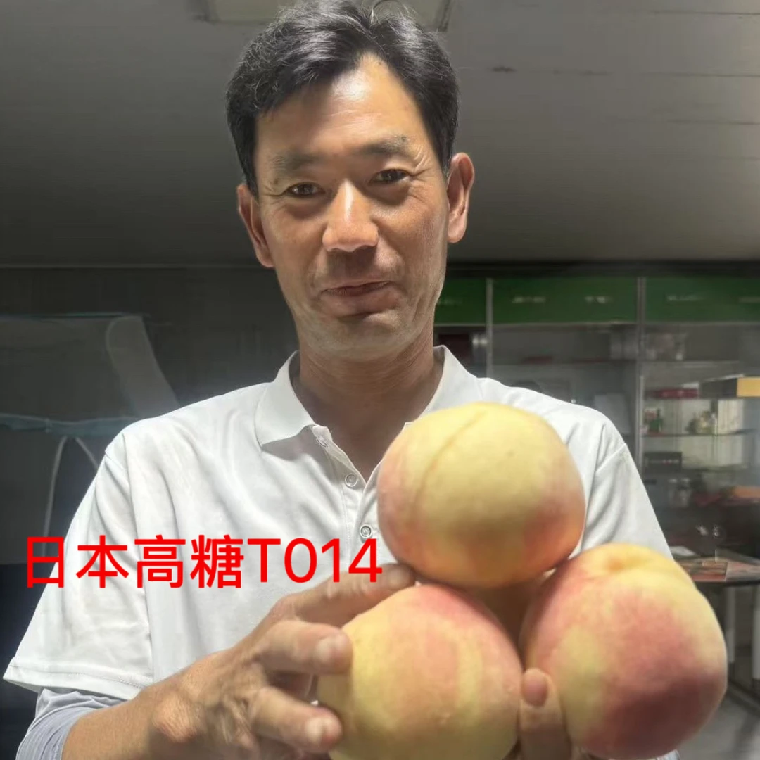 （桃子姐）5颗高糖T014（8月底）一年桃树苗落叶起苗(约12月)