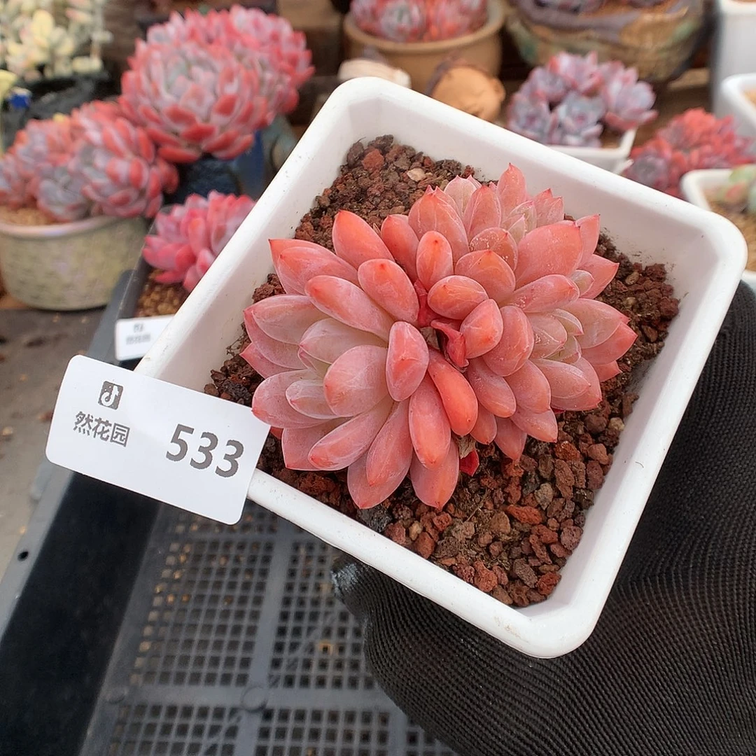 533雪天使多肉植物6666