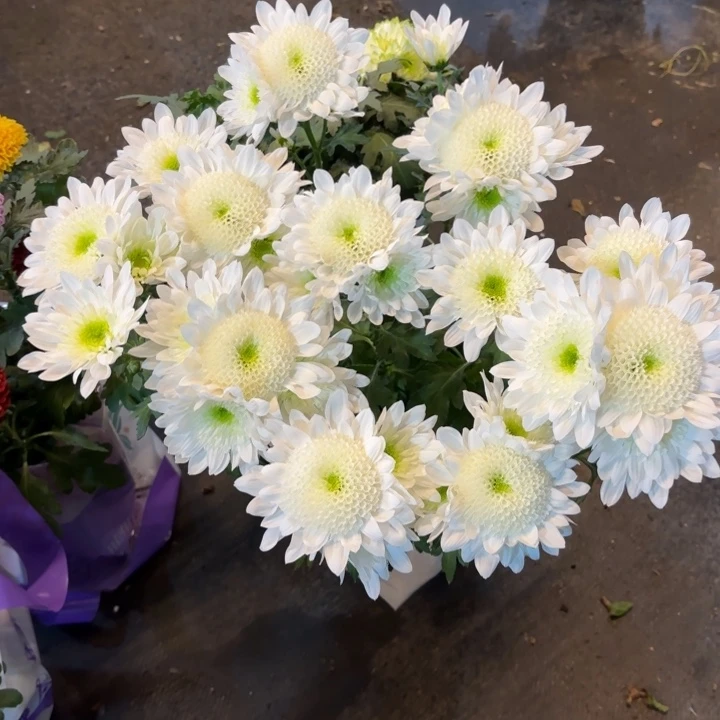 原盆原土瑞白小菊