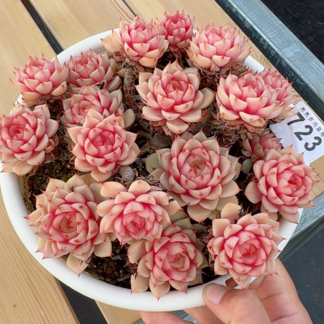 笨吧帝斯群生整装无砍