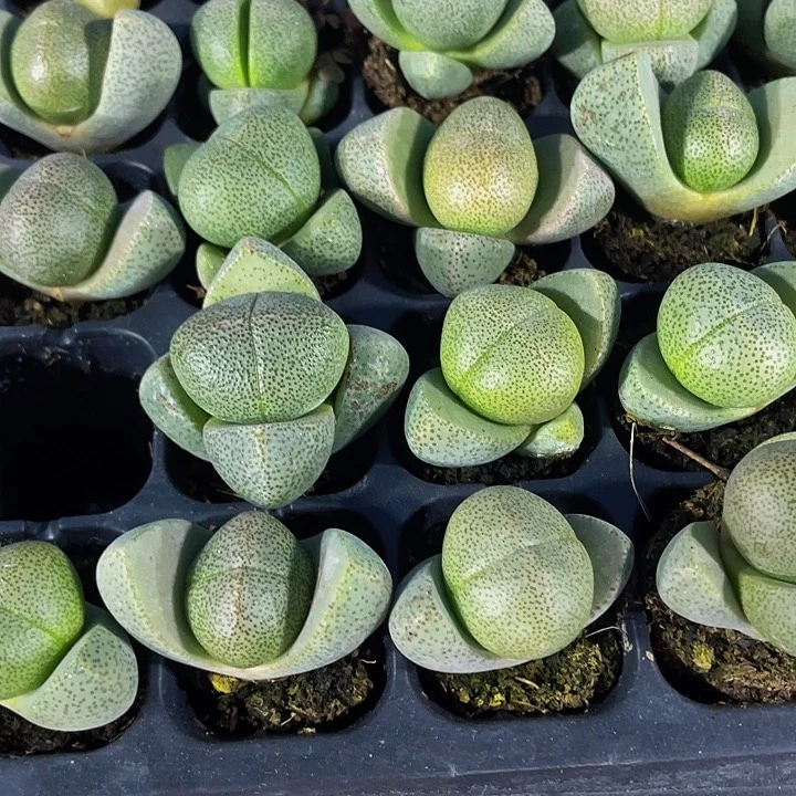 小元宝1.5带土发