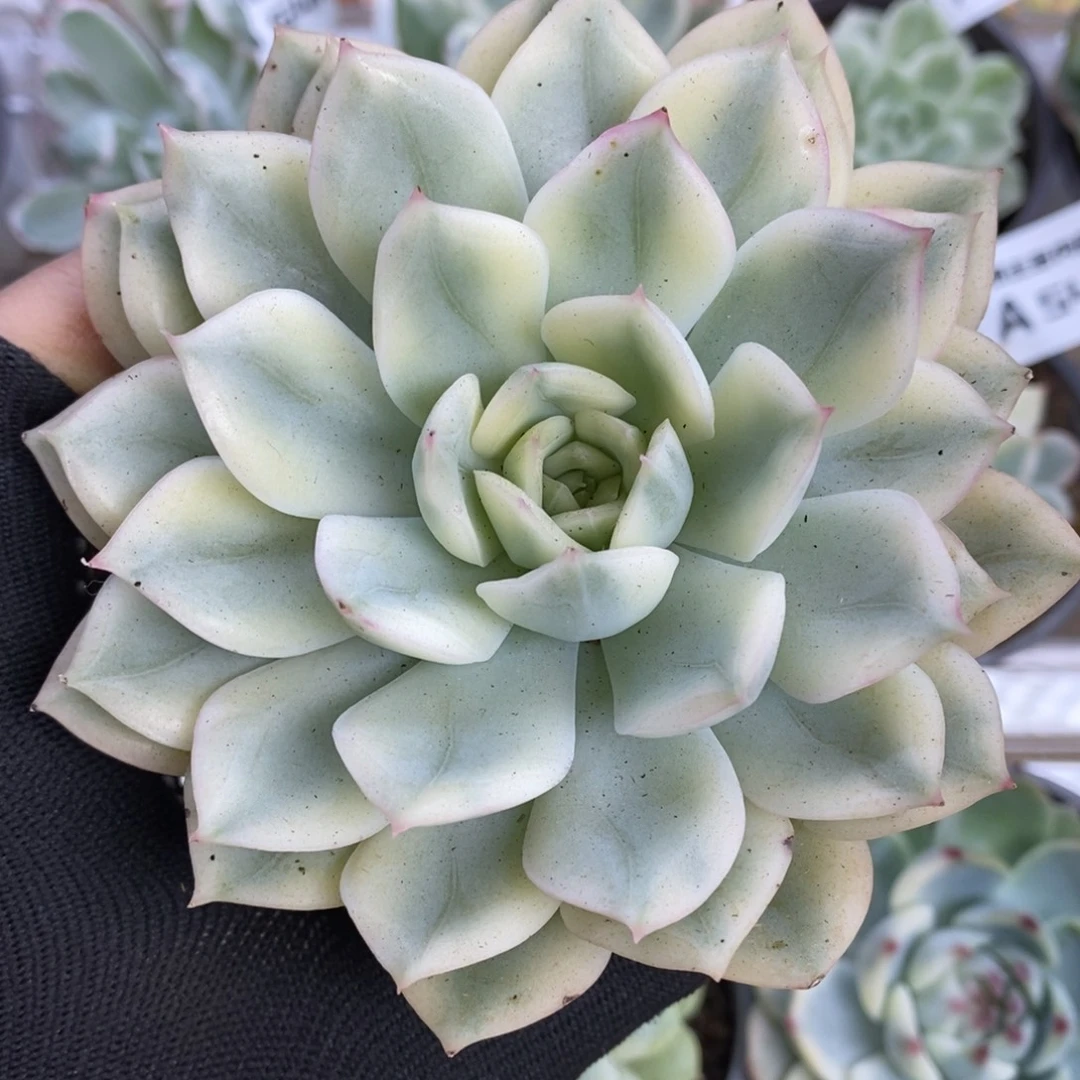 580月亮仙子锦锦锦锦锦