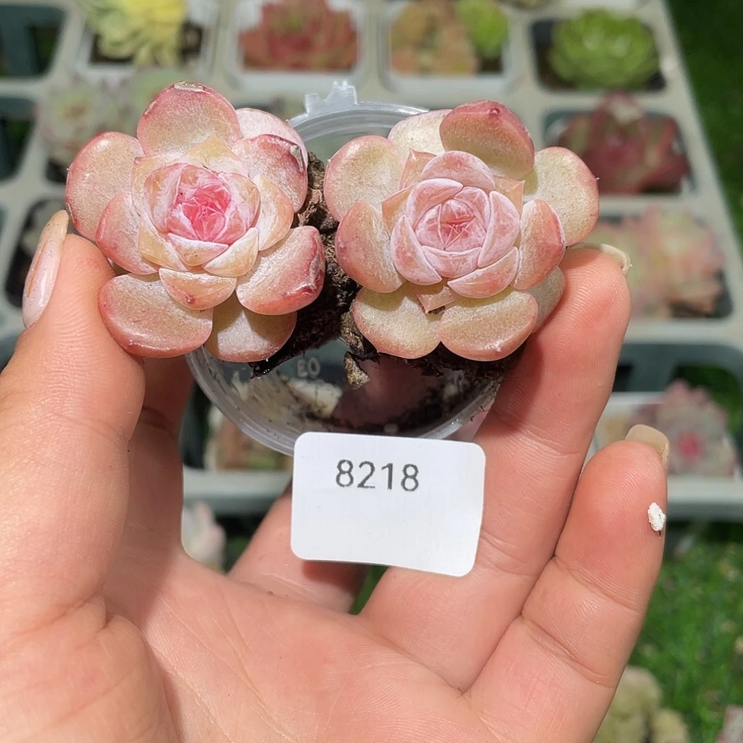 8218。    无尽灯。