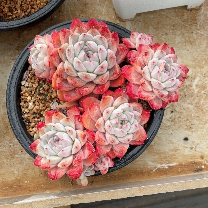 阿尔巴佳人 夏鸣园艺