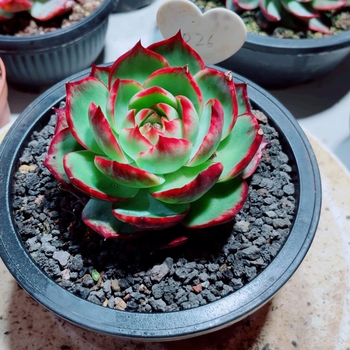 M***头惊鸿仙子多肉植物26