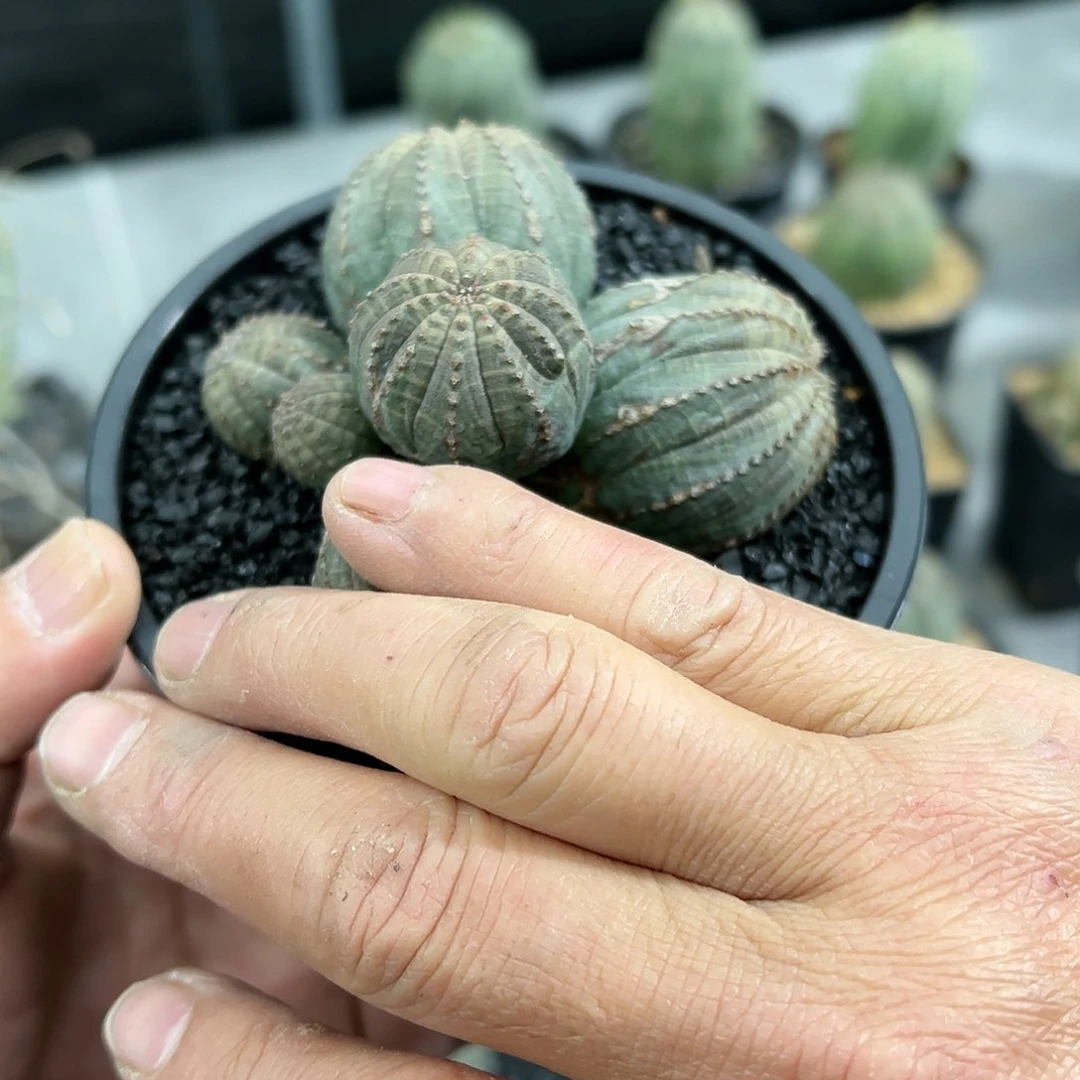 也*盖6头布纹球88888888