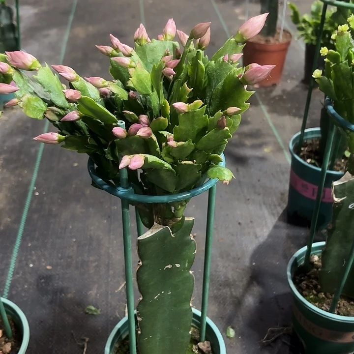 胖***妮当前无花栽培后可以开花