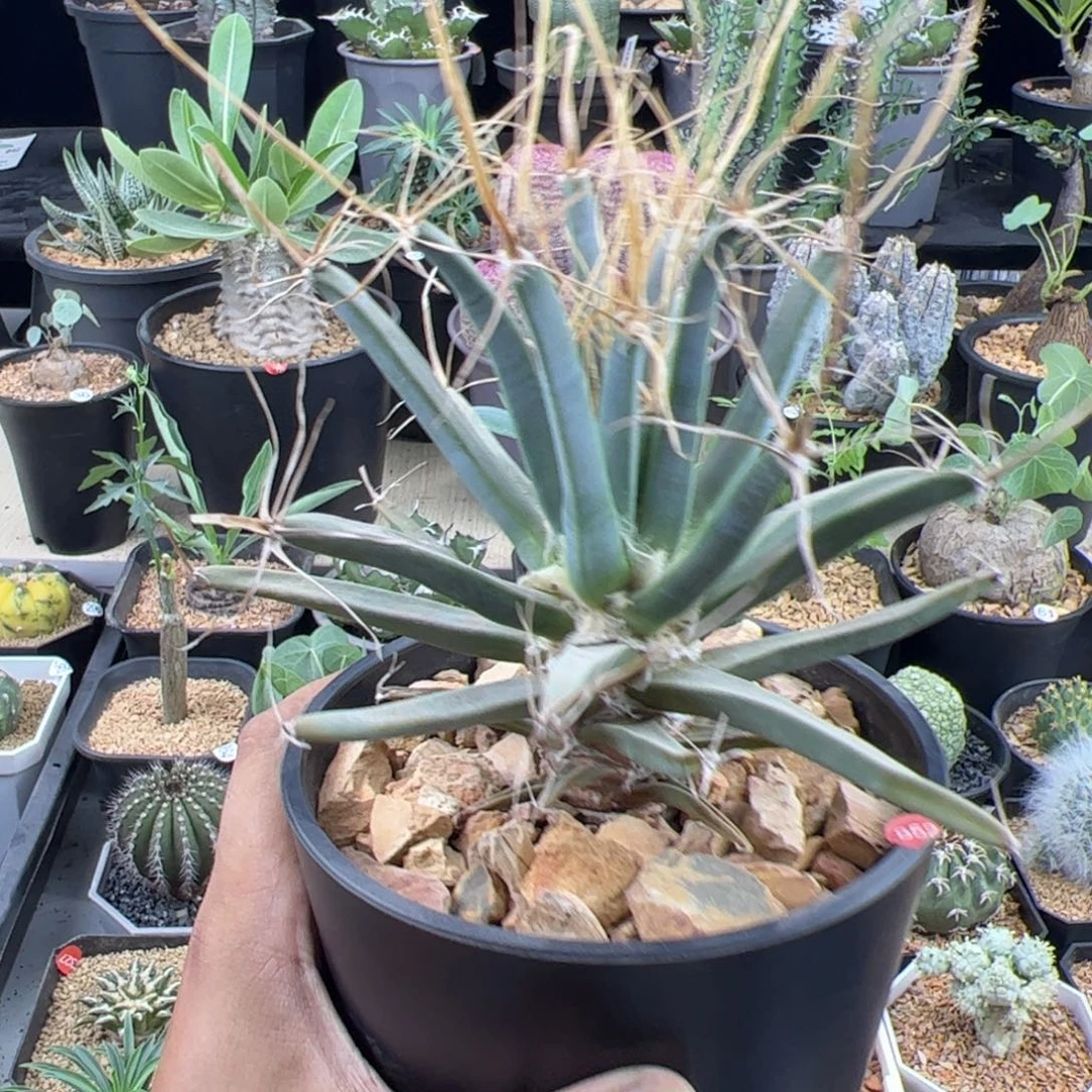 大光山实生一物一拍默认脱土发