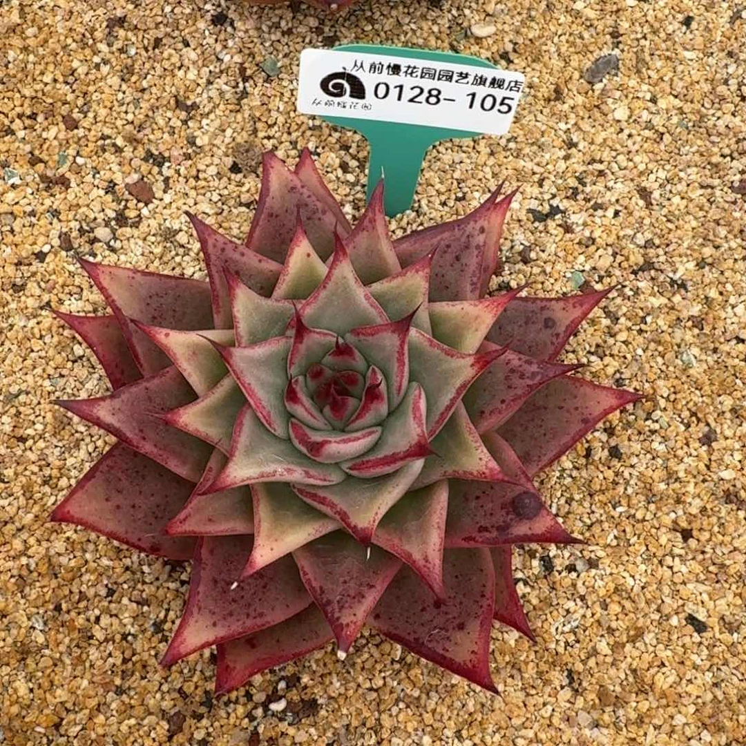 从前慢花园多肉0128-105