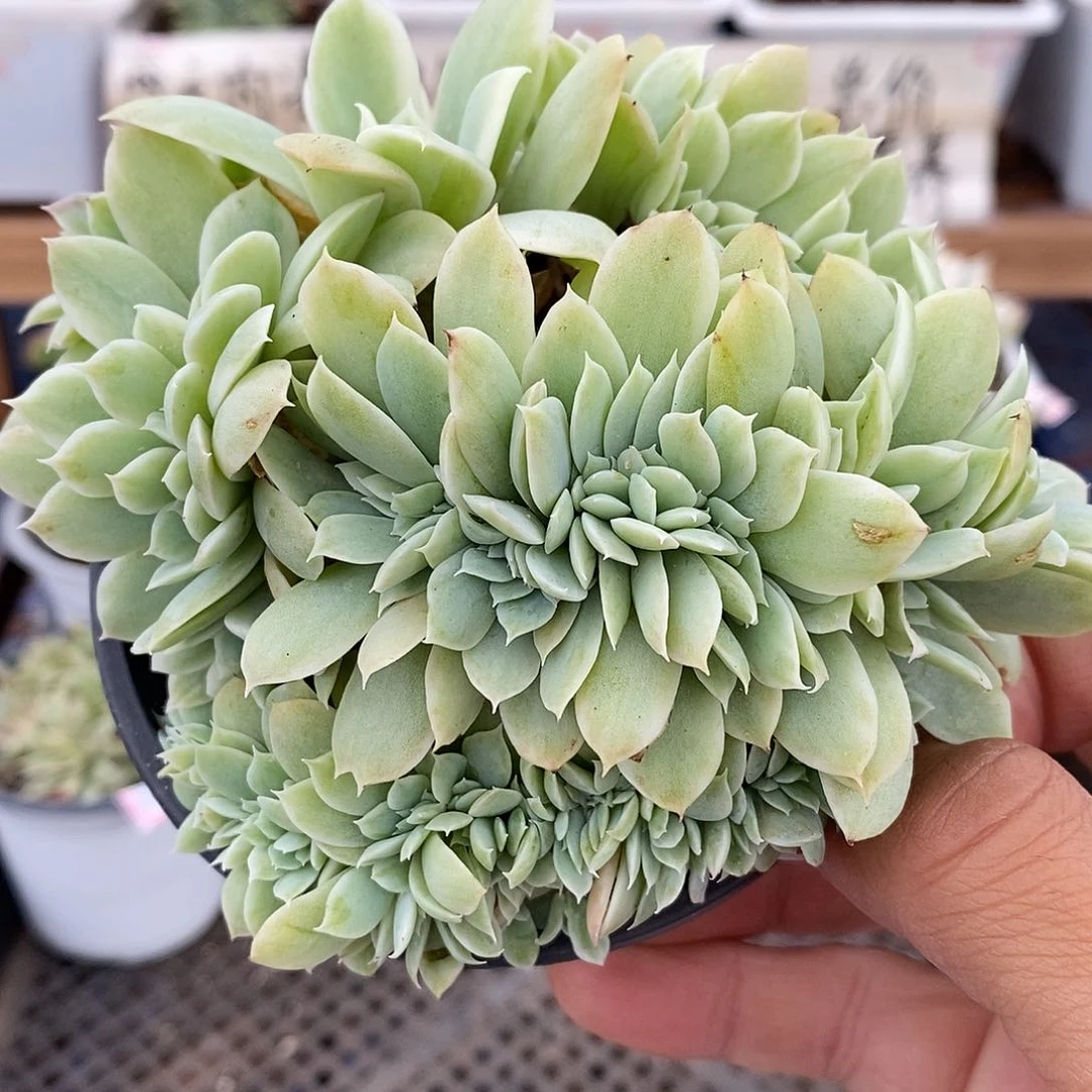 26228 小白龙覆轮锦缀