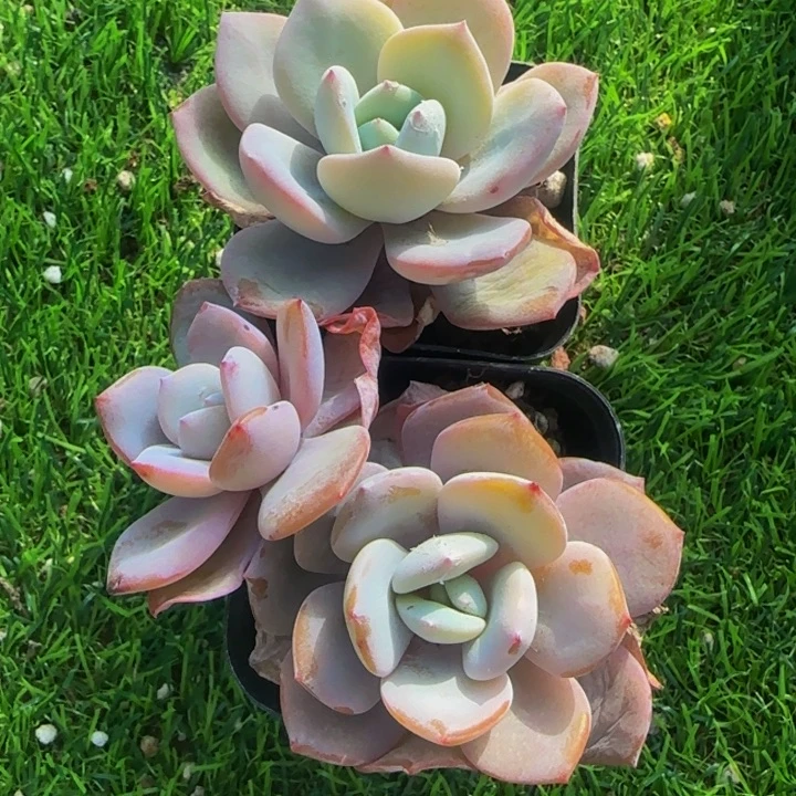 奶茶2颗一组开业福利