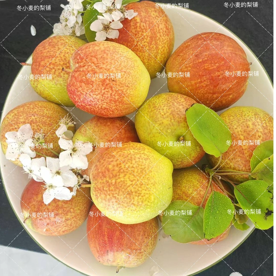 【萝卜专属】山东阳信媚梨纯甜不酸皮薄多汁清甜可口