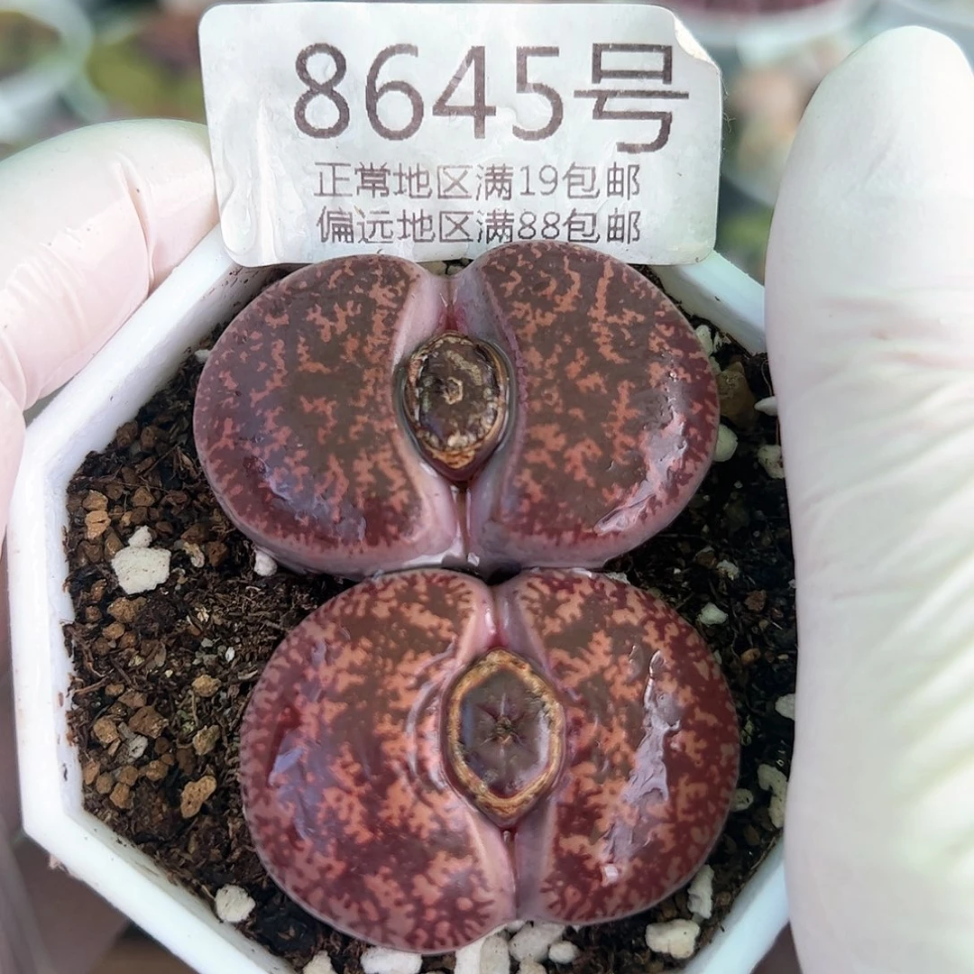 好养易活生石花大母本8645