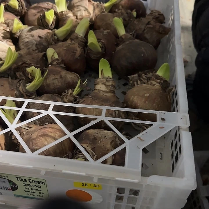 蒂卡冰淇淋7.5公分福利进口球丑球