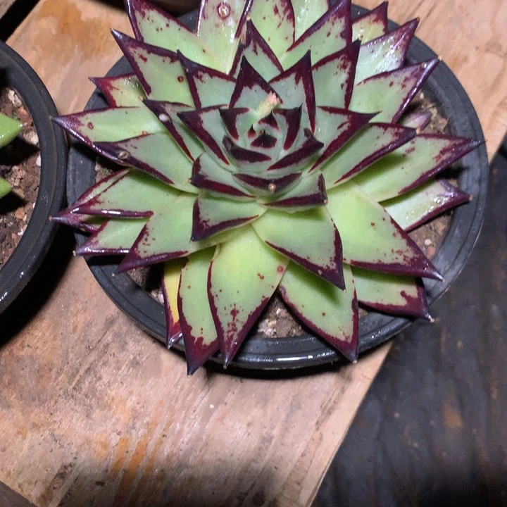 美肉特价活动开始了