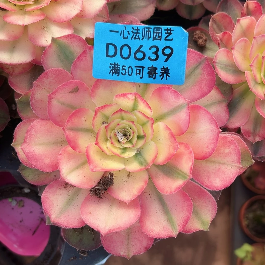 海神2个0639多肉植物多肉植物