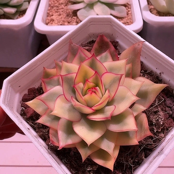 宝莲灯宽边锦锦锦