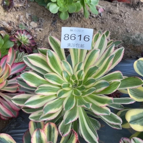 V锦多肉多肉8616