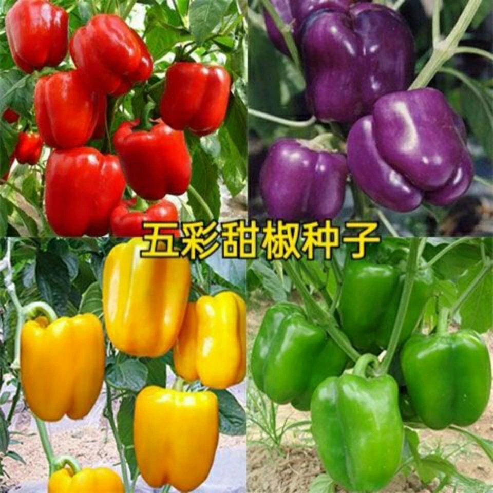 【精品种子】五彩甜椒种子四季五彩椒青椒椒彩色辣椒甜椒盆栽蔬菜种