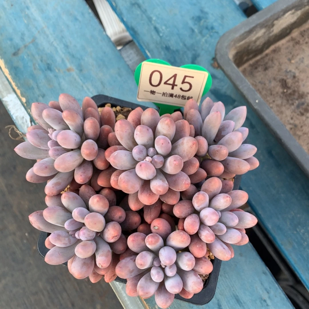 黄体汤圆平头开播福利