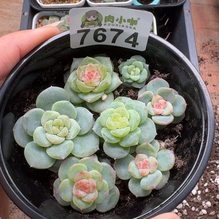 多肉植物多肉植物