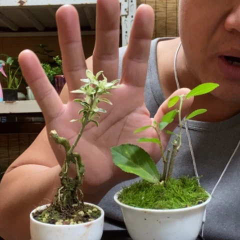 红陶一物一拍所见即所得23