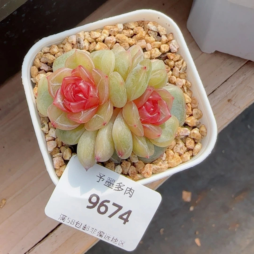 彩恋，9674多肉植物