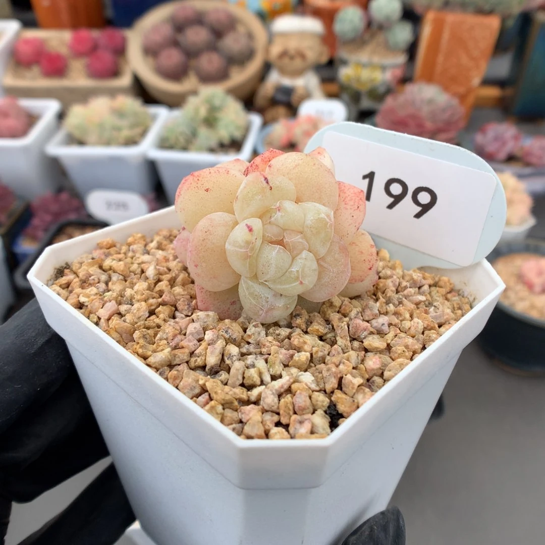 l****e199特冰玉石化多肉