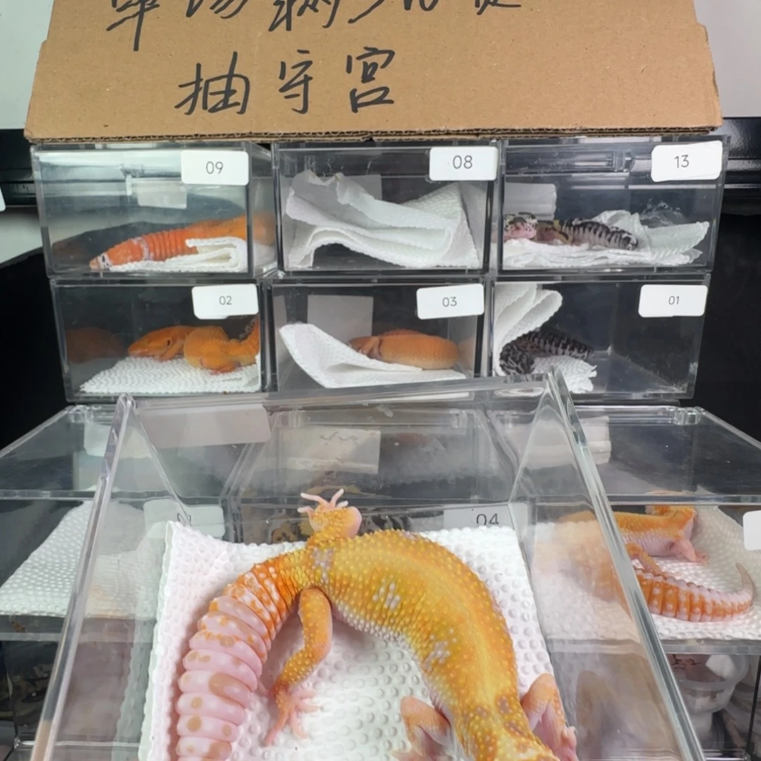 豹纹守宫橘化暴龙妹妹