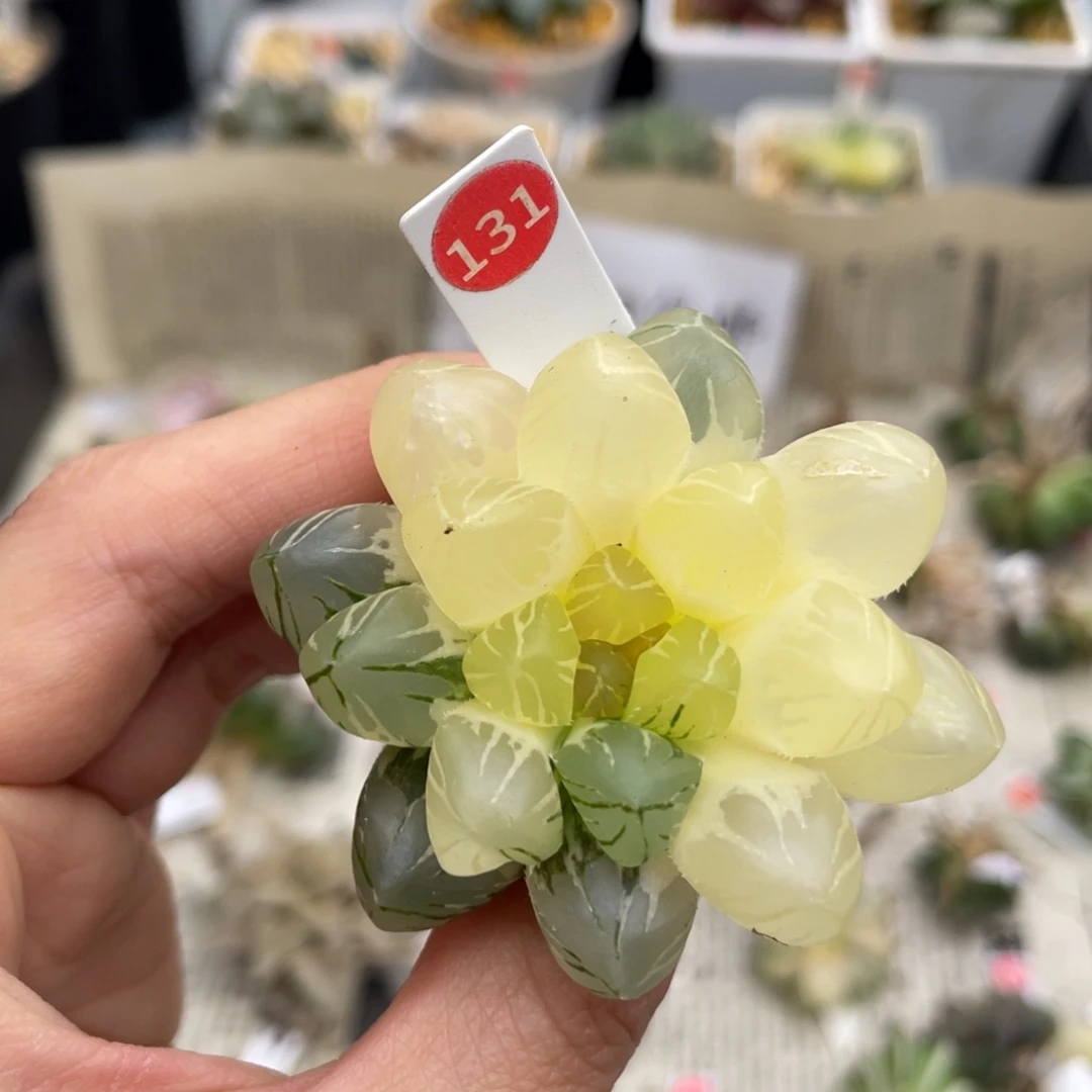 小蔡的菜园 131 地栽om玉露锦
